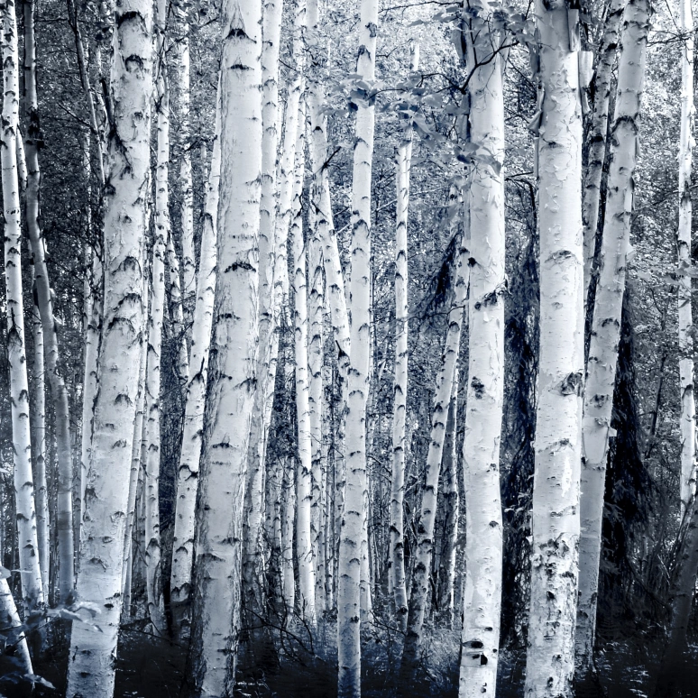 Grand Seiko,Evolution 9 40mm,40mm,Stainless Steel,White,Spring Drive,Day,Anti-magnetic,SLGA009G