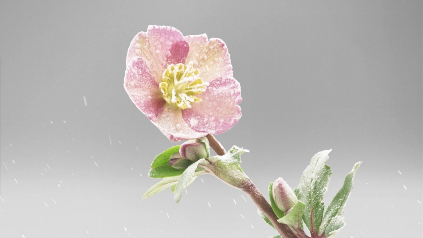 Vacheron Constantin,Patrimony 41mm,41mm,Pink Gold,Silver,Automatic,Moonphase,Perpetual Calendar,Leap Year,Month,40hours,In-house Caliber,43175,43175/000R-9687